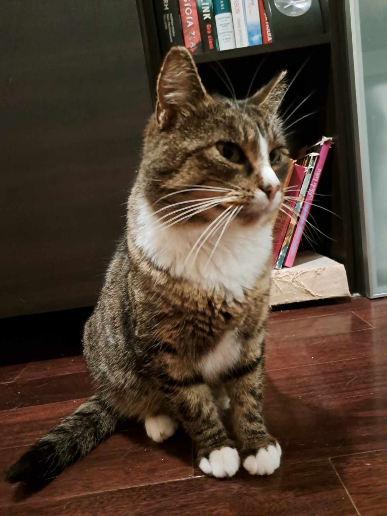 Adoptusie. Welly - adoptowany :)