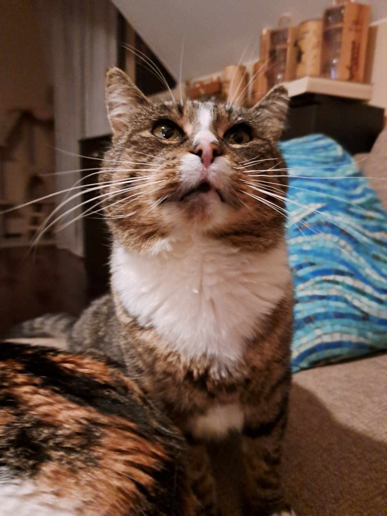 Adoptusie. Welly - adoptowany :)