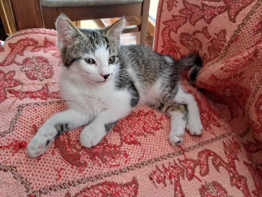 Adoptusie. Maximus - w domu :)
