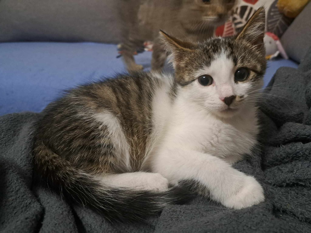 Adoptusie. Maximus - w domu :)