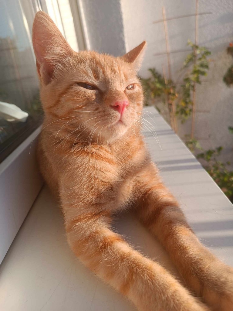 Adoptusie. Laszlo i Akos - adoptowane :)