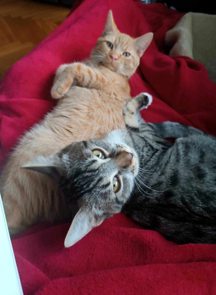 Adoptusie. Laszlo i Akos - adoptowane :)