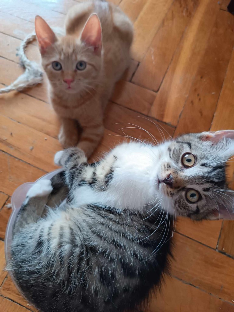 Adoptusie. Laszlo i Akos - adoptowane :)