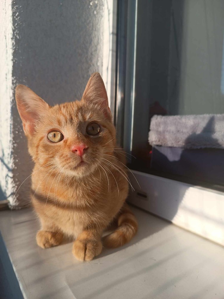 Adoptusie. Laszlo i Akos - adoptowane :)
