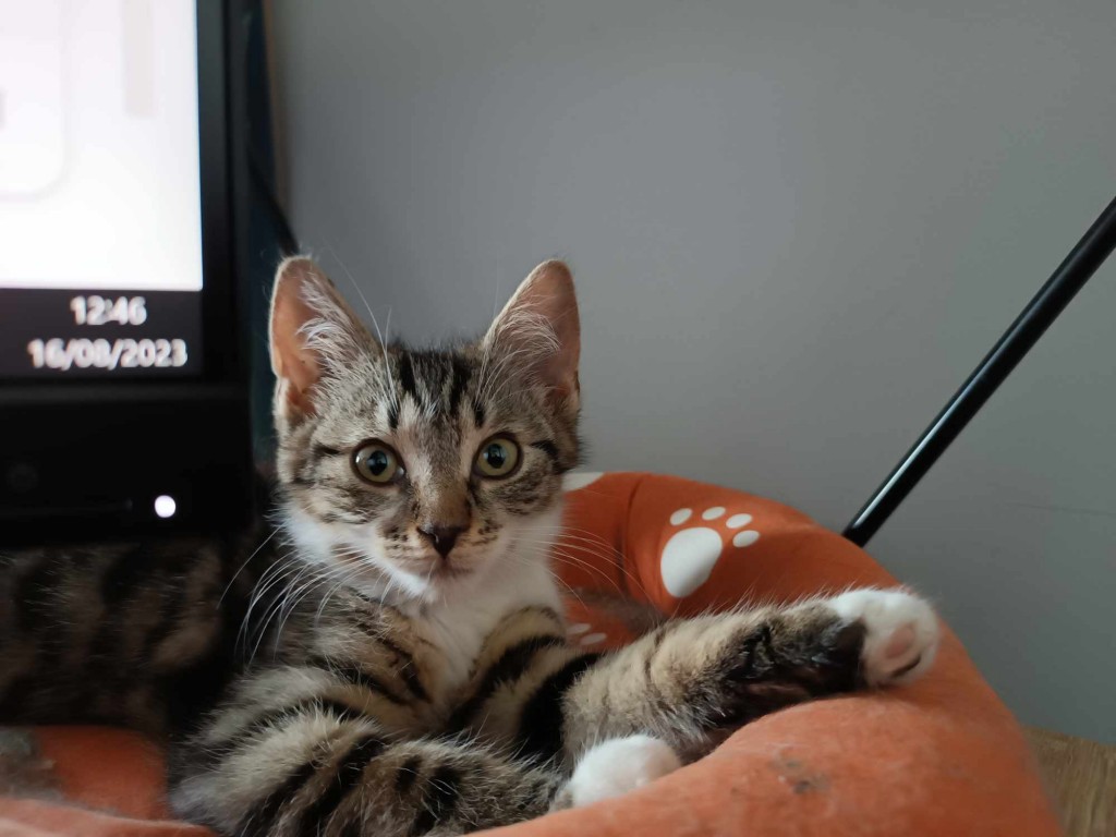 Adoptusie. Laszlo i Akos - adoptowane :)