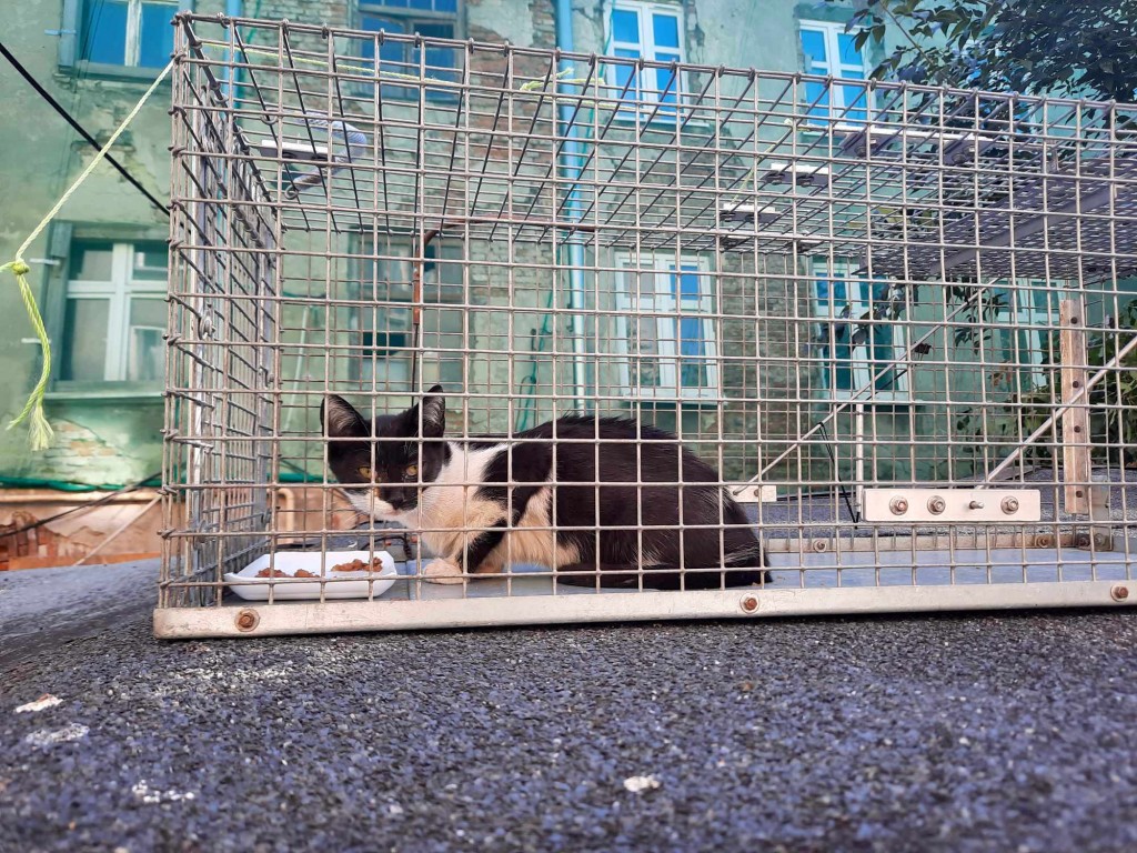 Kondzia, Pondzia i Wojaczek – kocie rodzeństwo z bałuckich komórek