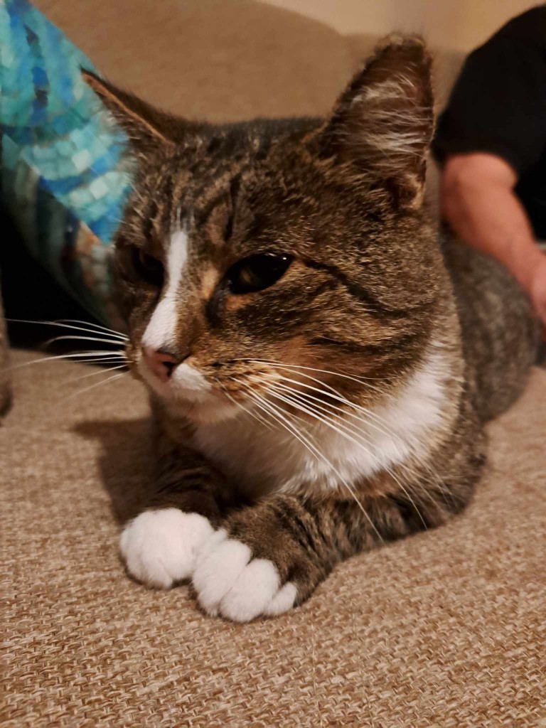 Adoptusie. Welly - adoptowany :)