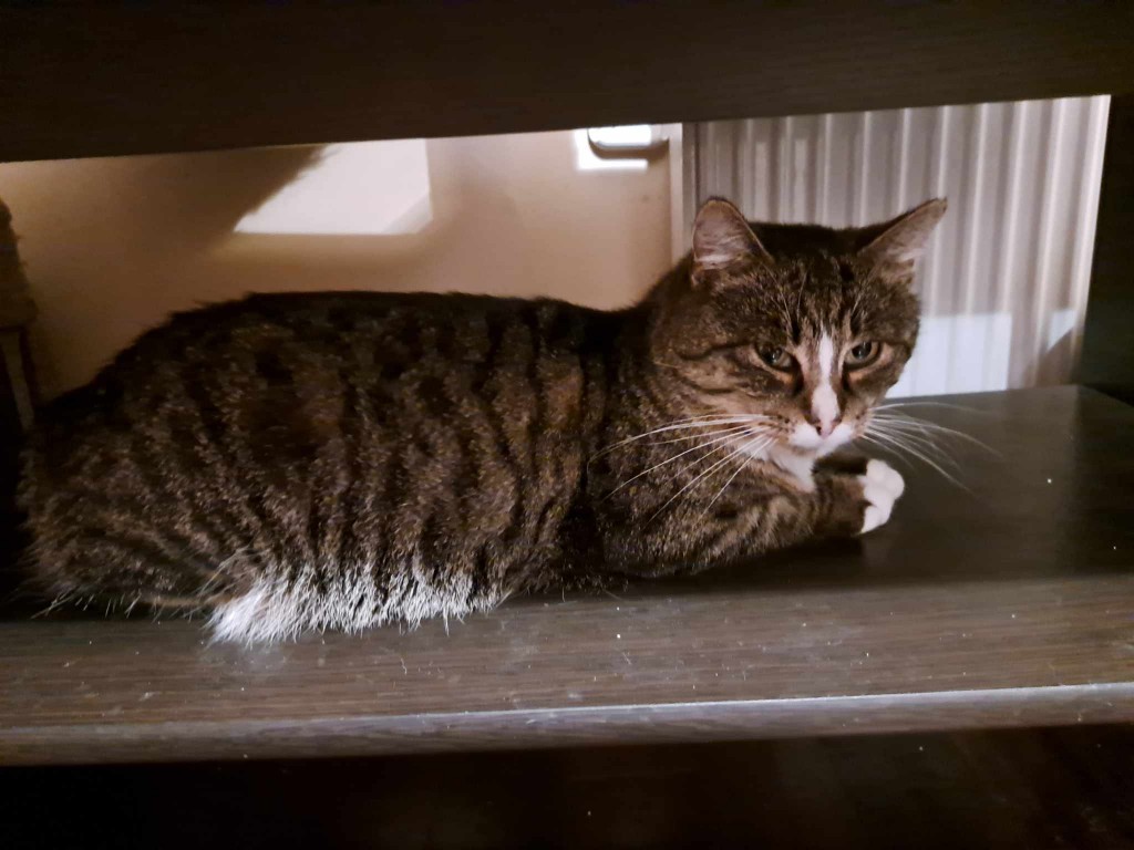 Adoptusie. Welly - adoptowany :)