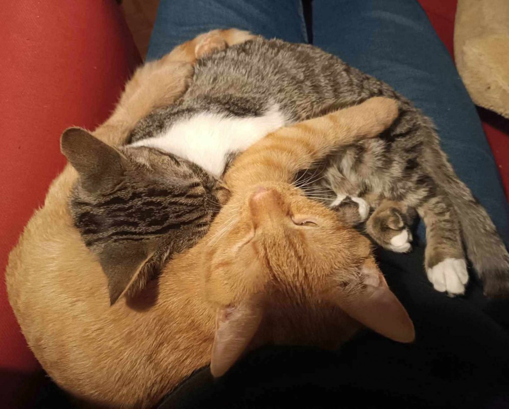 Adoptusie. Laszlo i Akos - adoptowane :)