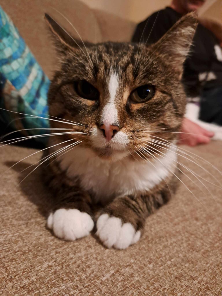 Adoptusie. Welly - adoptowany :)