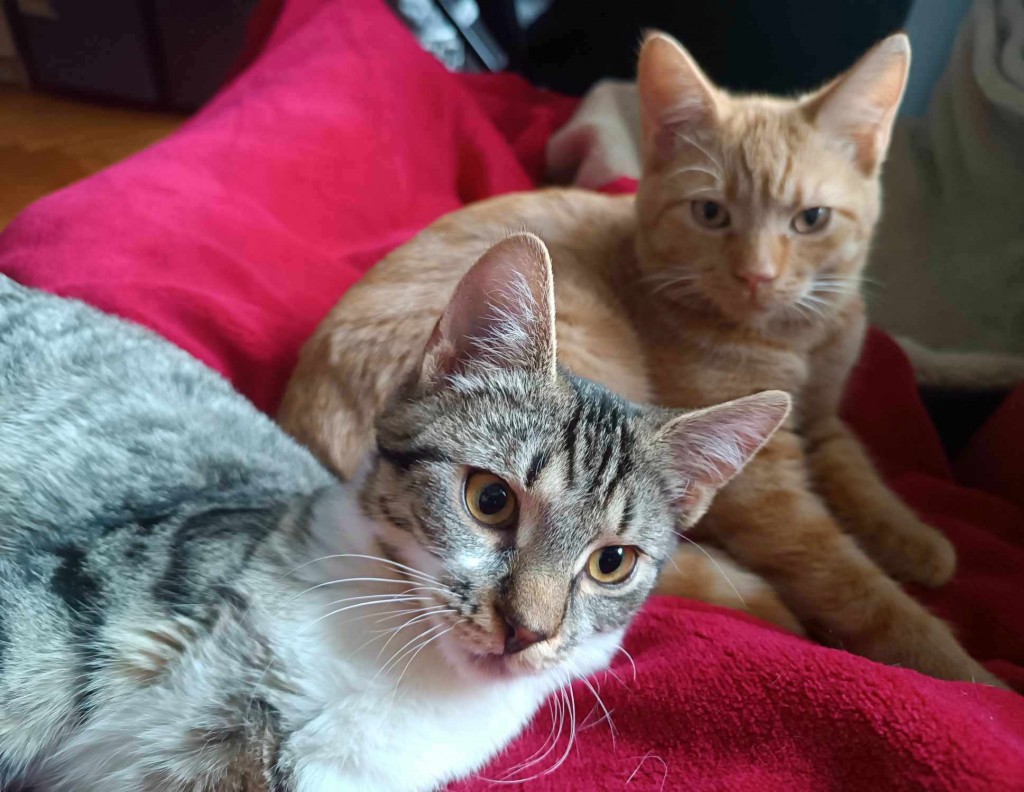 Adoptusie. Laszlo i Akos - adoptowane :)