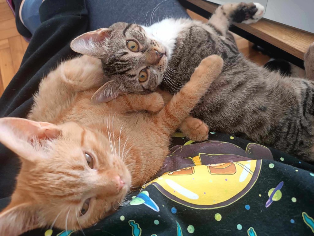 Adoptusie. Laszlo i Akos - adoptowane :)