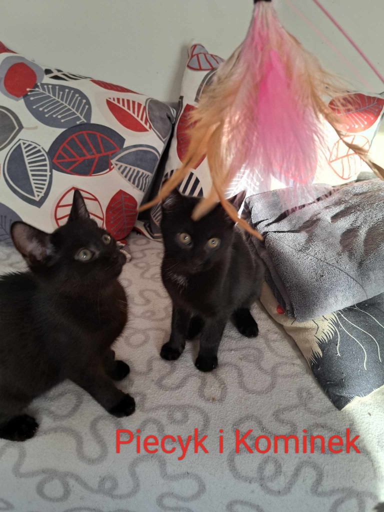 Apel o karmę dla naszego największego domu tymczasowego. Dziękujemy za odzew! :)