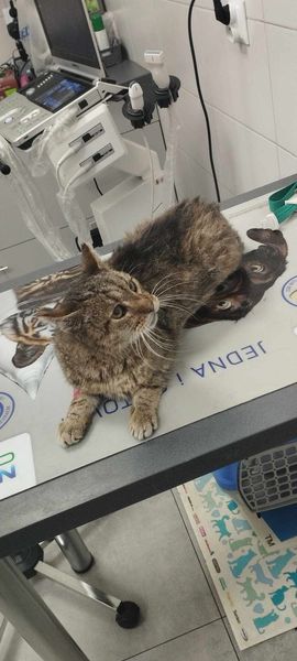 Charczek, a właściwie już Harry - w domu :)