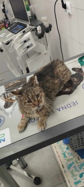Charczek, a właściwie już Harry - w domu :)