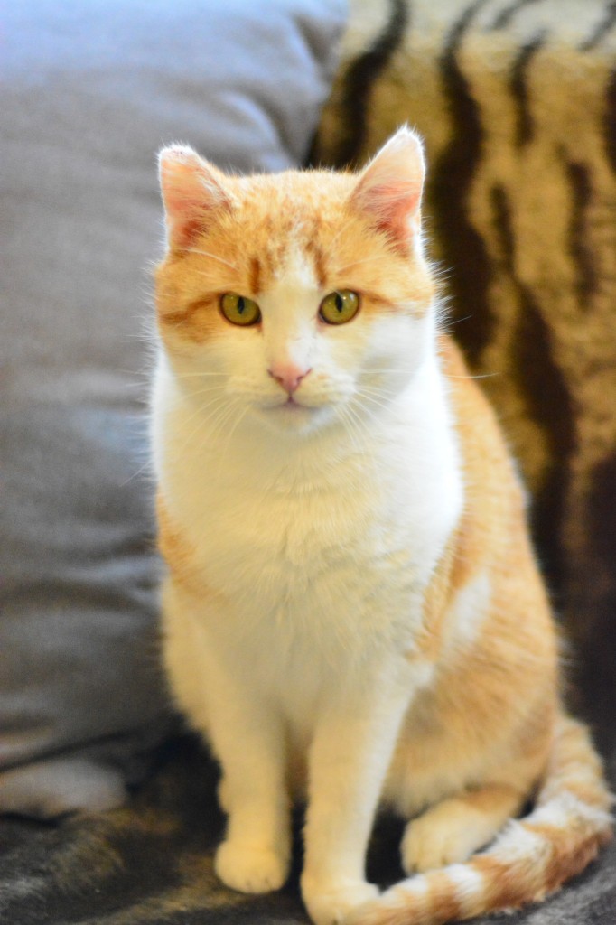 Adoptusie. Chili - w domu :)