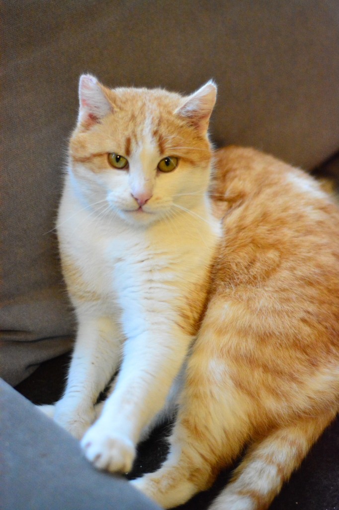 Adoptusie. Chili - w domu :)
