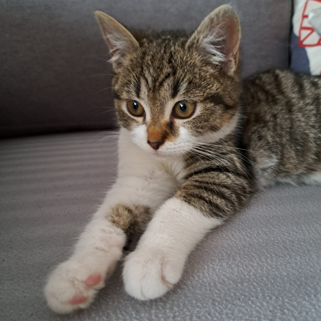Mała Szałwia - adoptowana :)