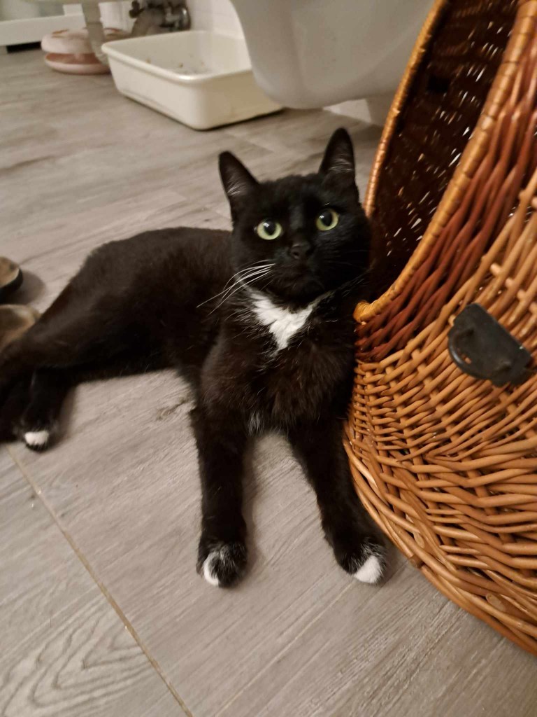 Adoptusie. Ive FELV+ w domu :)