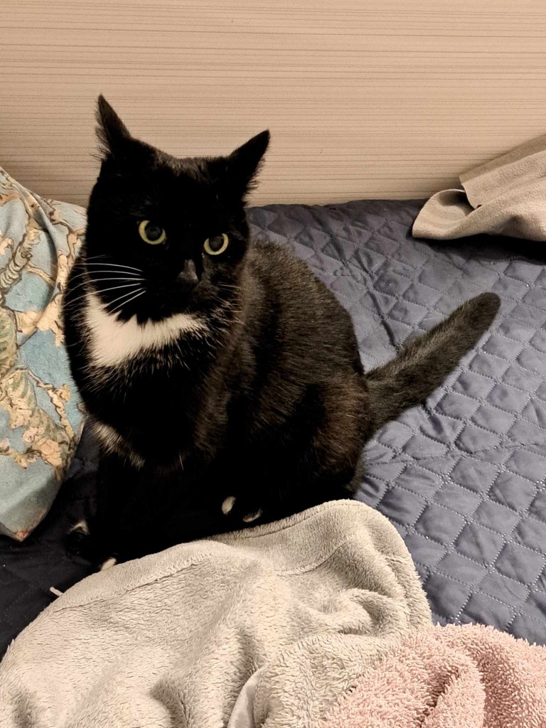 Adoptusie. Ive FELV+ w domu :)