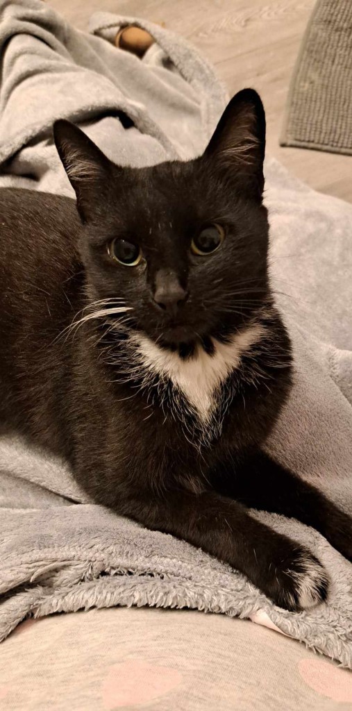 Adoptusie. Ive FELV+ w domu :)