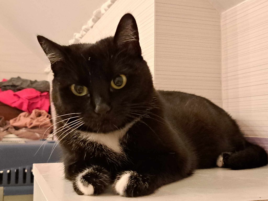 Adoptusie. Ive FELV+ w domu :)