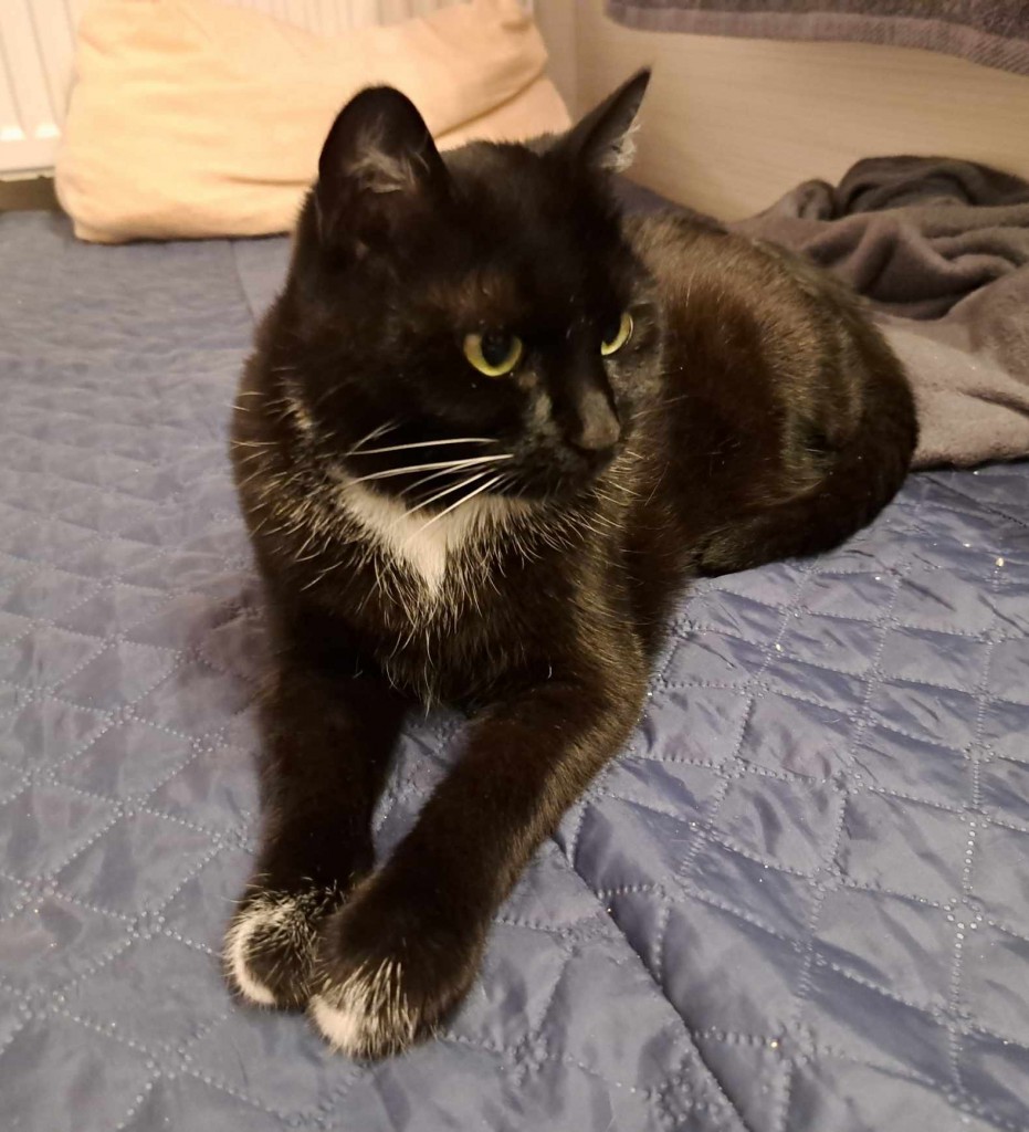 Adoptusie. Ive FELV+ w domu :)