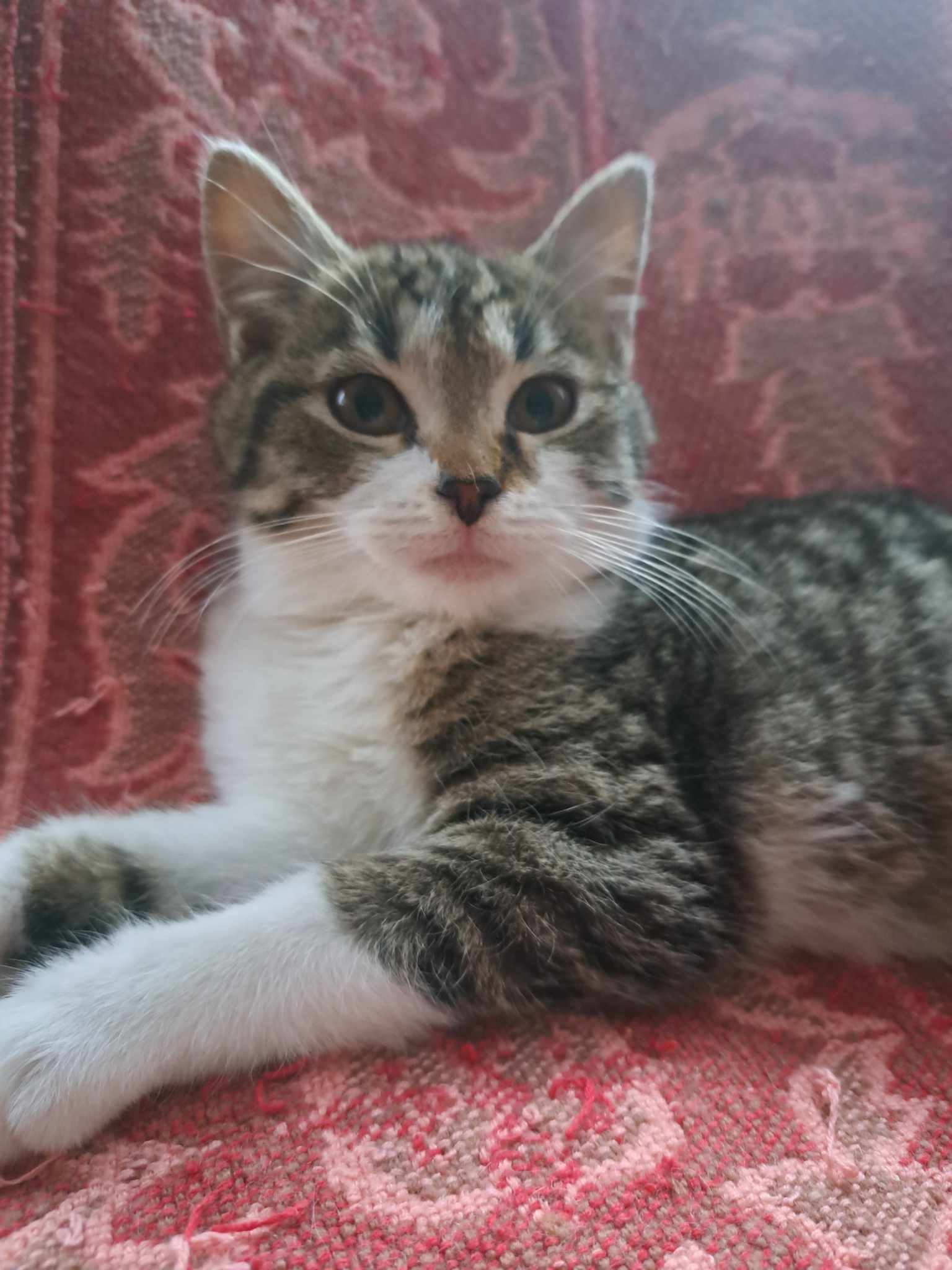 Adoptusie. Szałwia - w domu :)