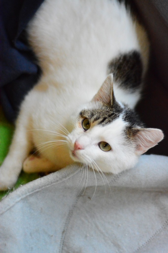 Adoptusie. Frodo - w domu :)