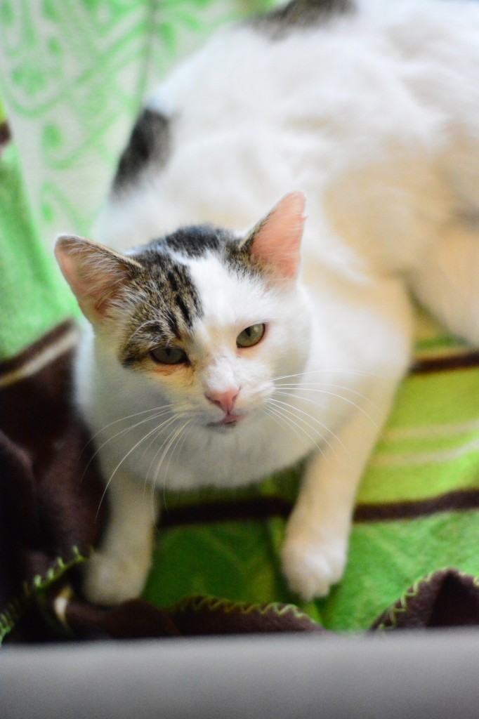 Adoptusie. Frodo - w domu :)