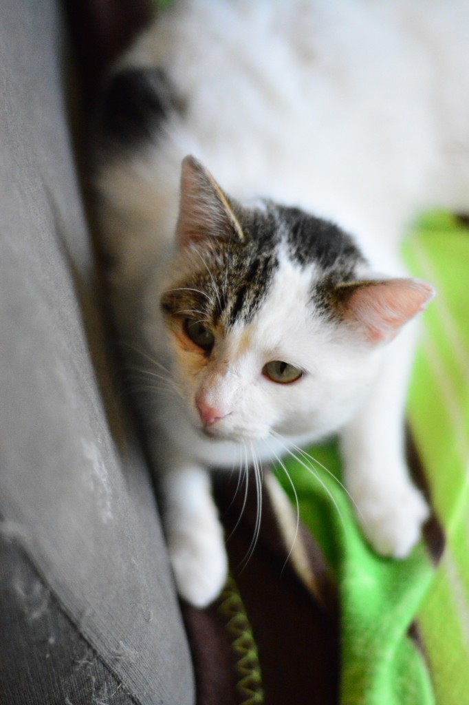 Adoptusie. Frodo - w domu :)