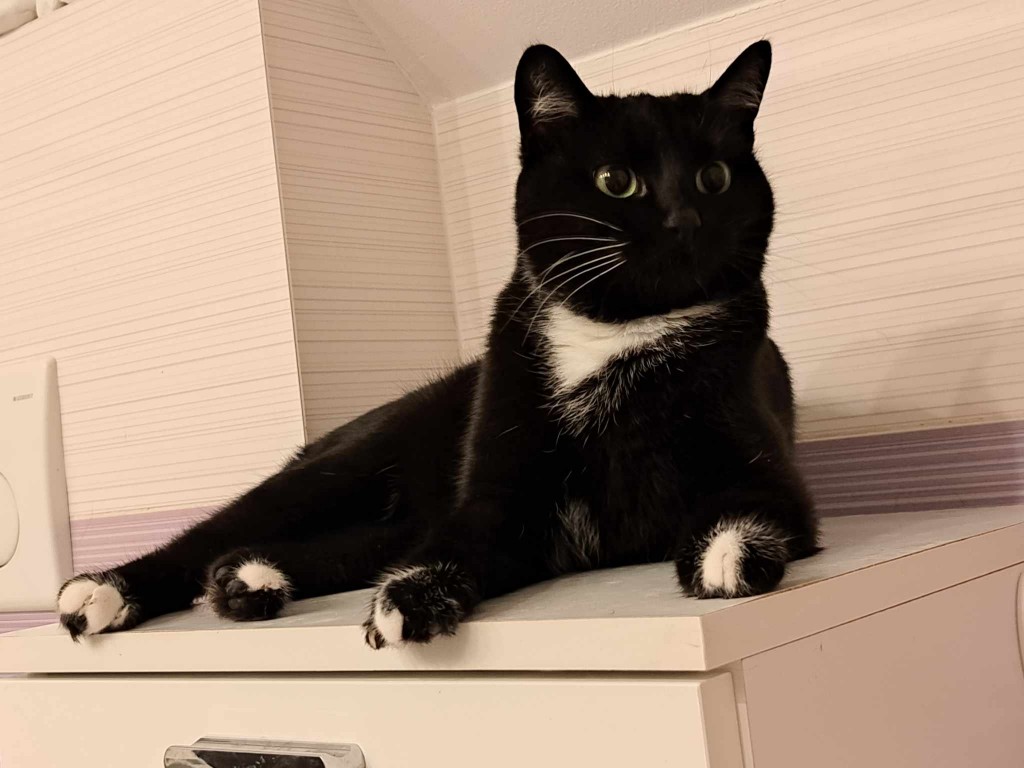 Adoptusie. Ive FELV+ w domu :)