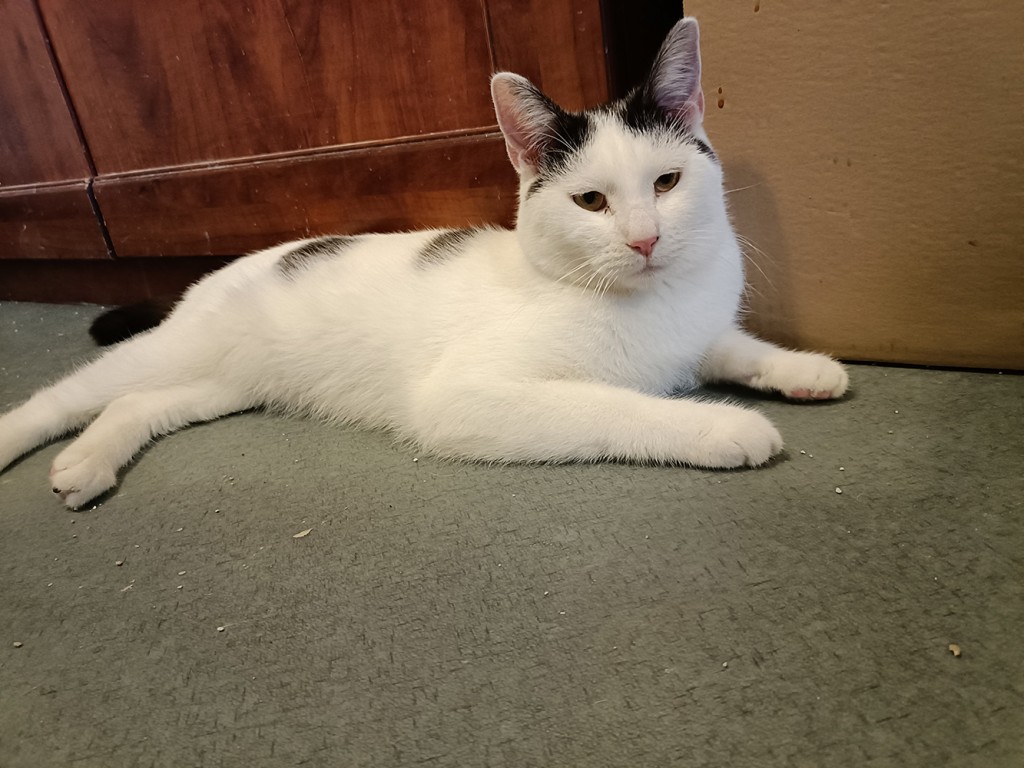 Adoptusie. Hrabia i Geralt - Geralt w domu :)