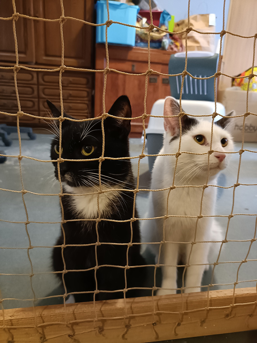 Adoptusie. Hrabia i Geralt - Geralt w domu :)