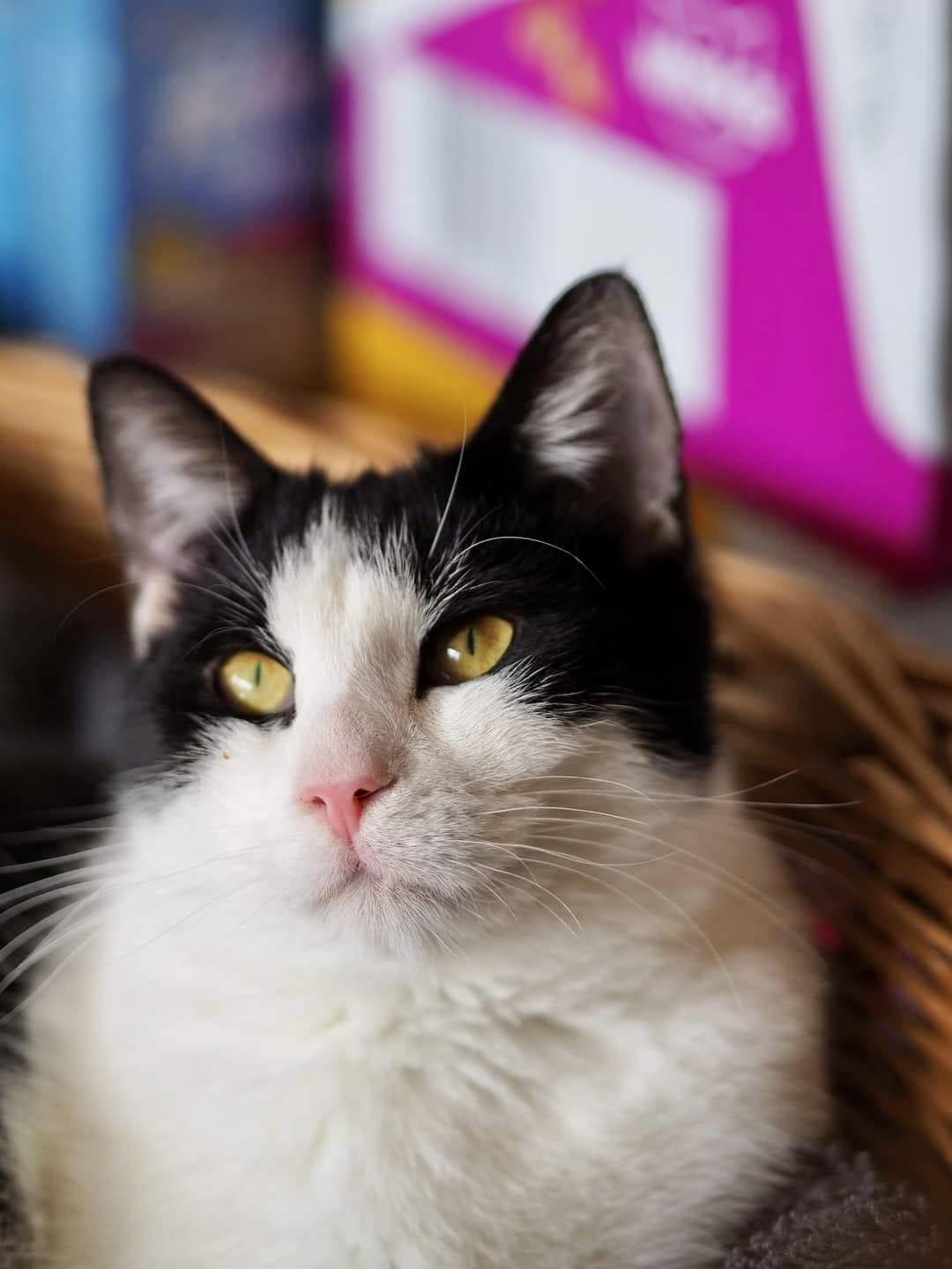Adoptusie. Roger - w domu :)
