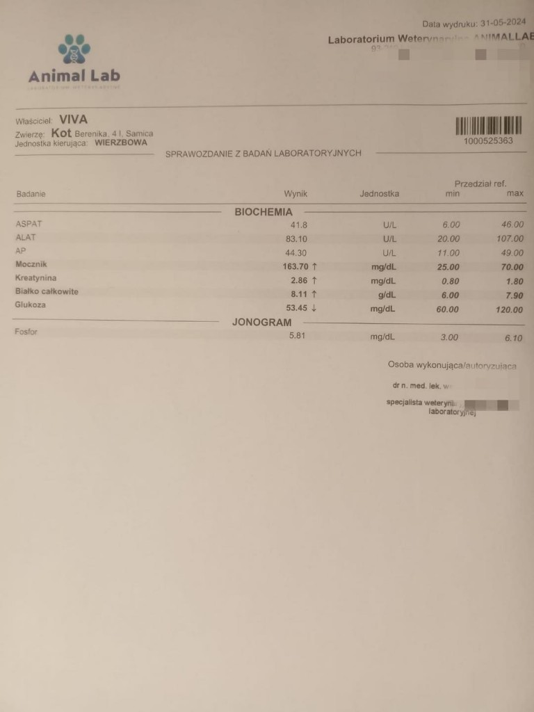 Berenika i jej dalsze losy