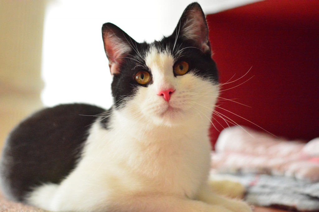 Adoptusie. Roger - w domu :)