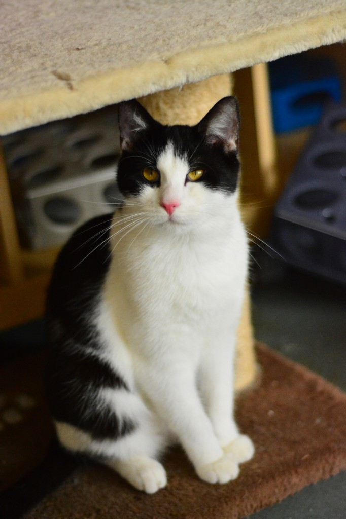 Adoptusie. Roger - w domu :)