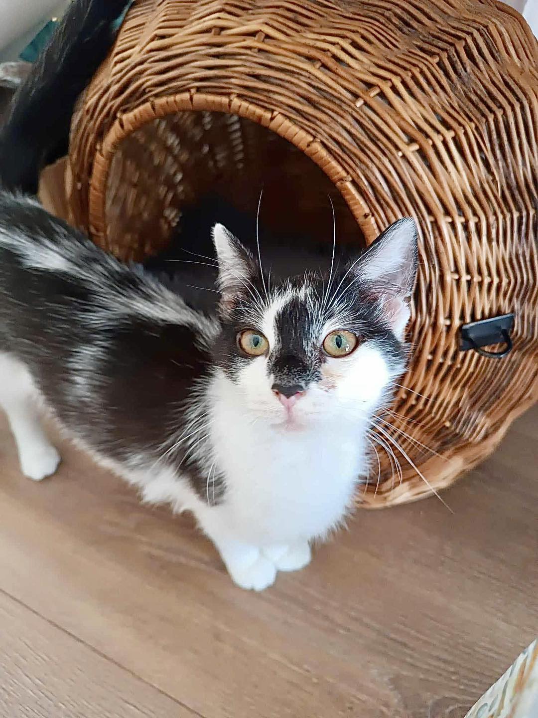 Adoptusie. Eurydyka szuka domu