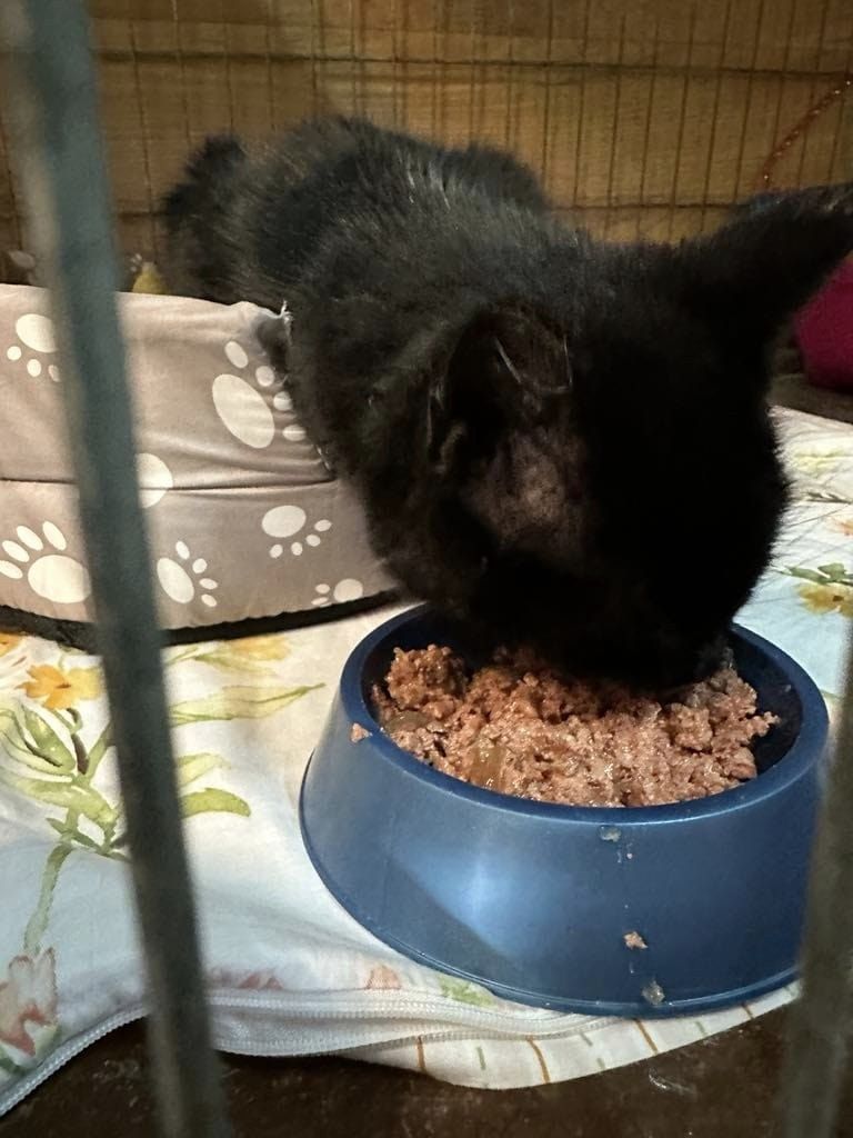 Otylia - adoptowana :)