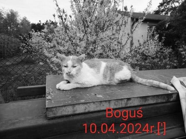 Boguś [']
