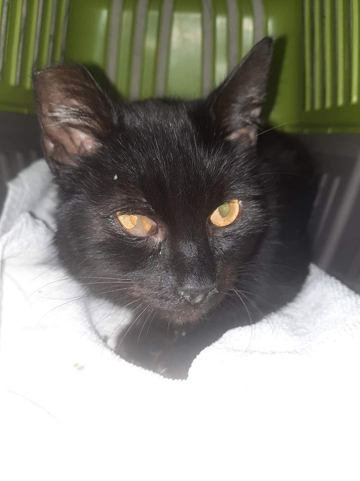 Otylia - adoptowana :)