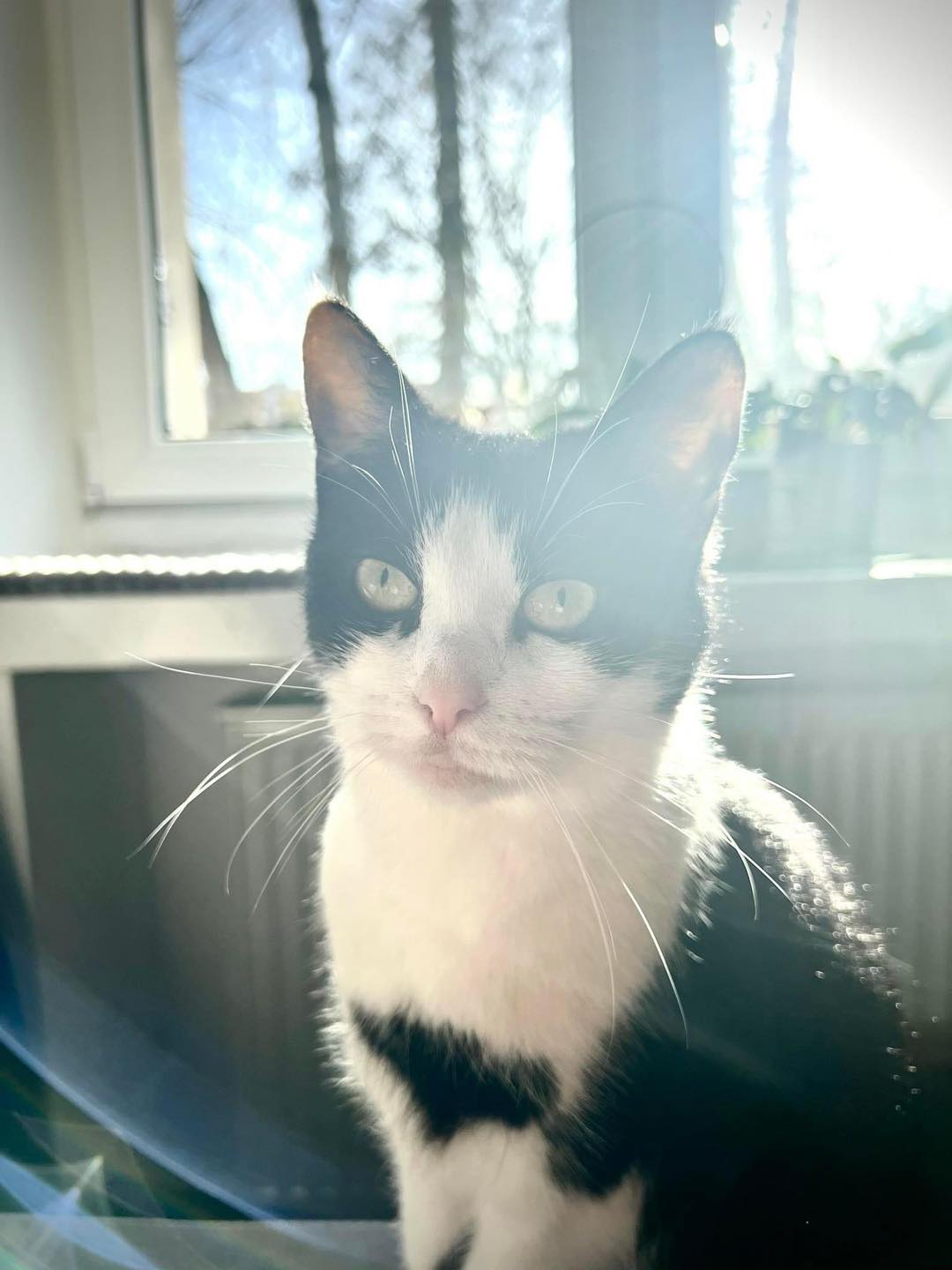 Roger, Amor i Love - w domach :)