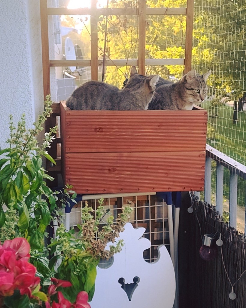 Hiacynt i Krokus – adoptowane :)
