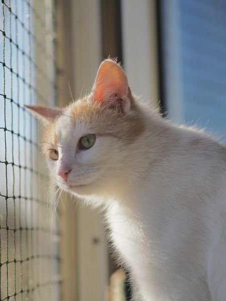 Adoptusie. Rozalia - w domu :)