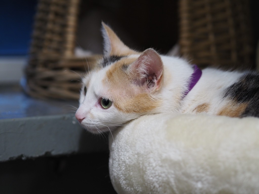Adoptusie. Rozalia - w domu :)