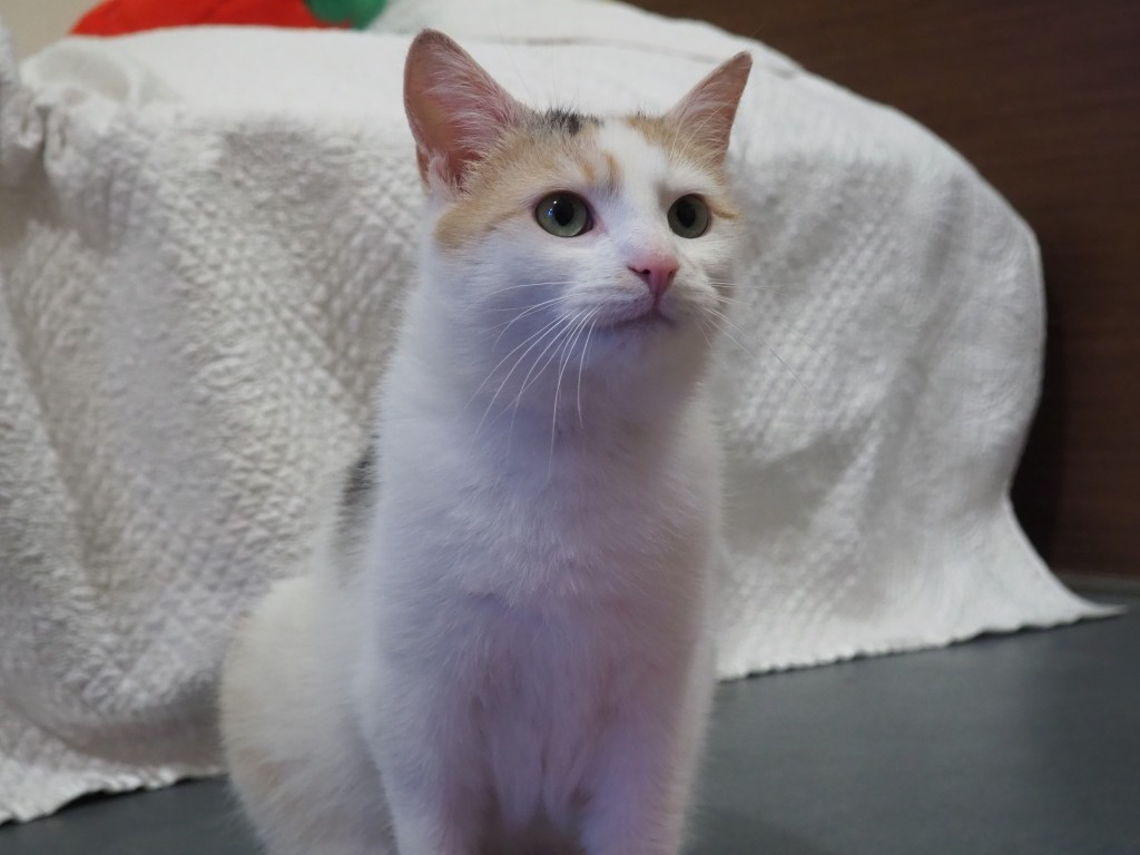 Adoptusie. Rozalia - w domu :)