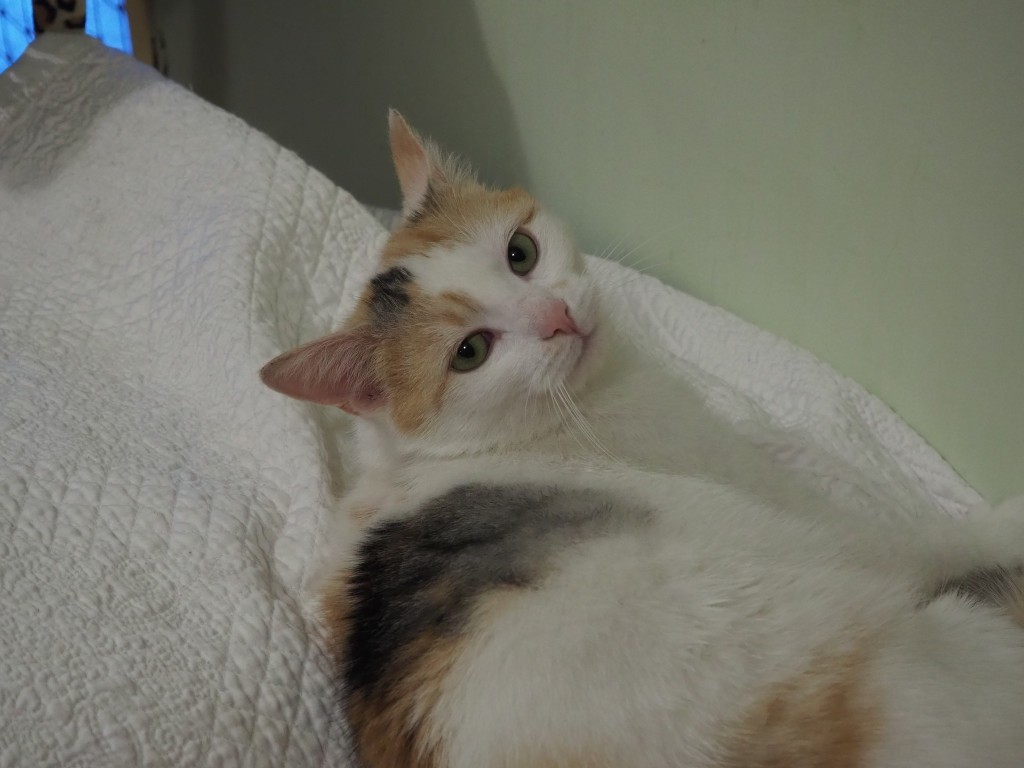 Adoptusie. Rozalia - w domu :)