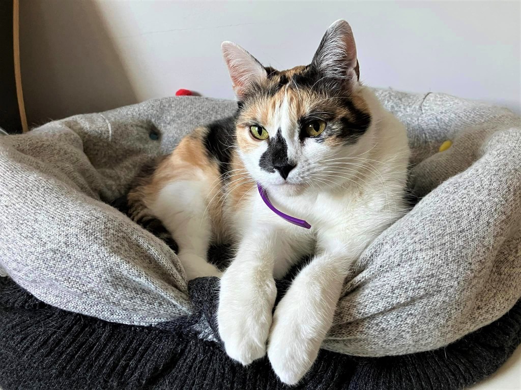 Adoptusie. Kaśka – w domu :)