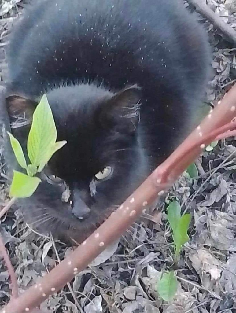 Otylia - adoptowana :)